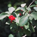Lonicera xylosteum